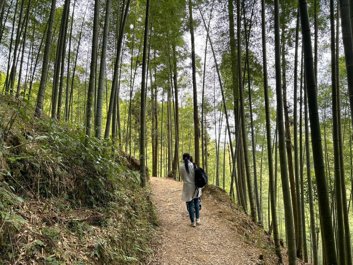 雲林首座森林療癒基地 石壁竹創森園區2024竹博覽會開展