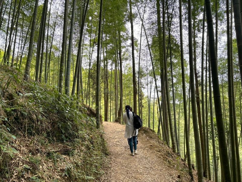 雲林首座森林療癒基地 石壁竹創森園區2024竹博覽會開展