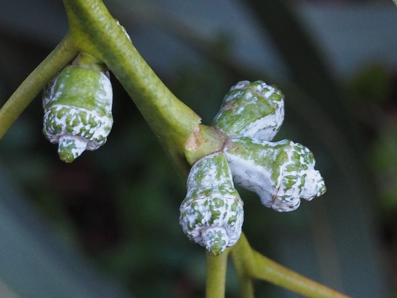 《樹說時間的故事》歸屬與超越：藍膠尤加利
