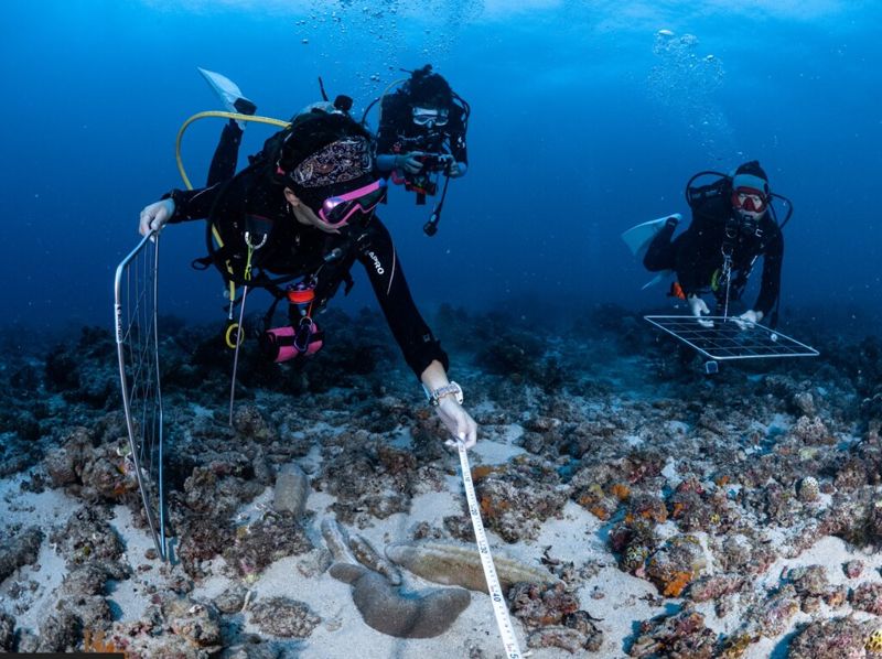 小琉球逾百萬人登島、魚類數量劇減 海保署︰海保法本會期難立法