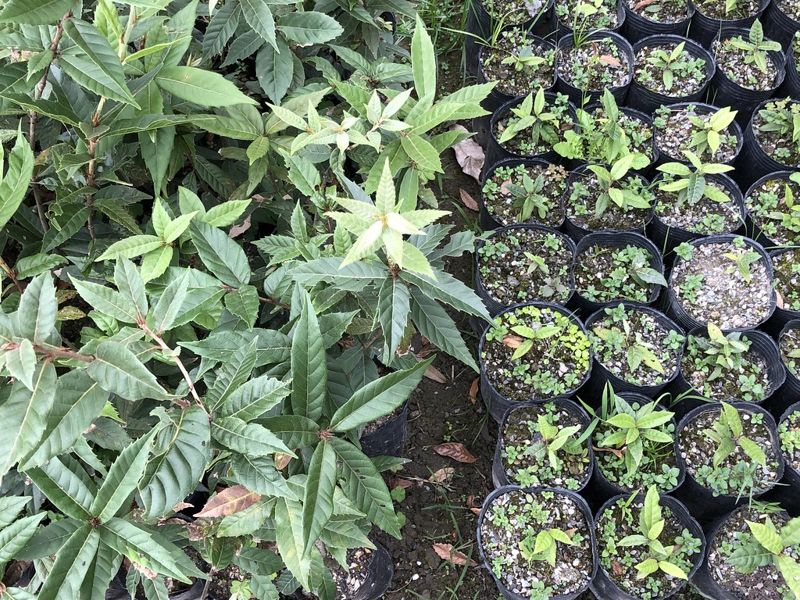 造林減塑挑戰：塑膠容器苗改革勢在必行 技術瓶頸待突破