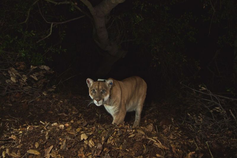 讓P-22自由 一隻美洲獅如何促成全球最大野生動物廊道的誕生