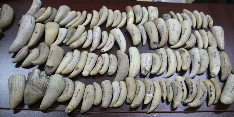 協助中國海關查驗海洋生物製品的「鯨豚博士」
