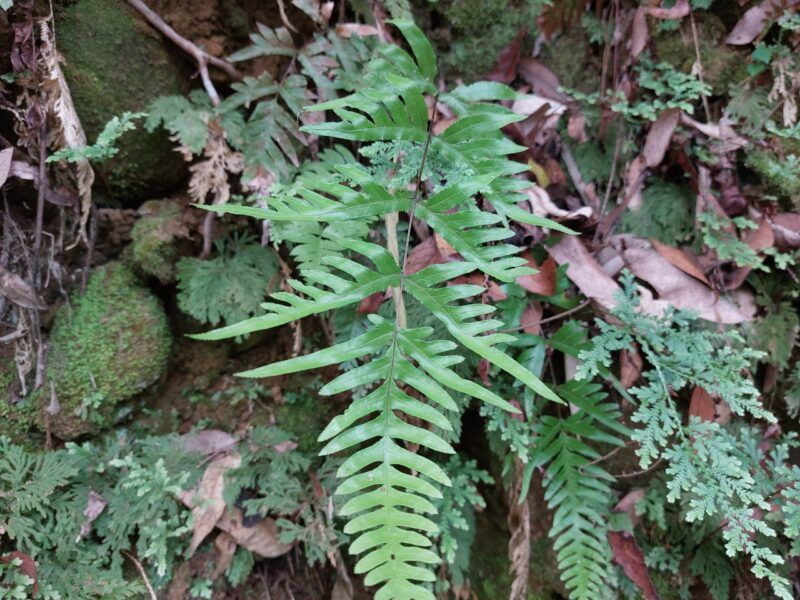 怎麼只裂半邊？ 不對稱的多功能藥用植物：半邊羽裂鳳尾蕨