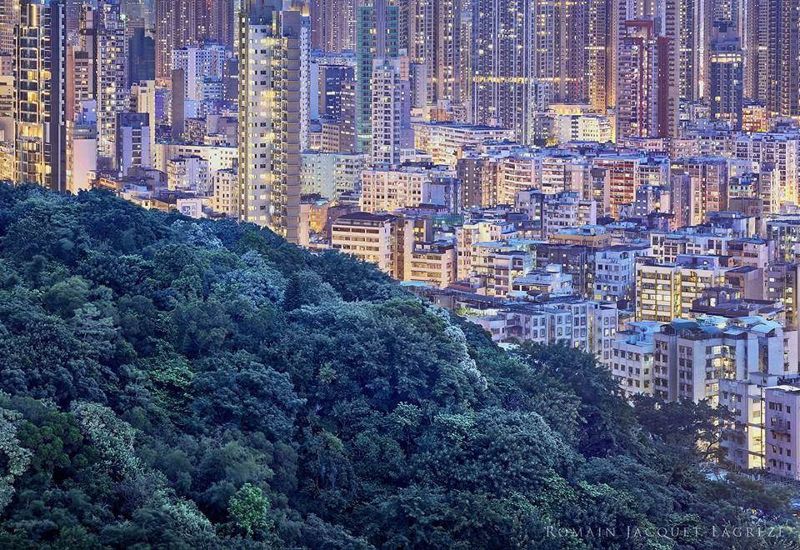 張美惠：護樹貴婦教柯文哲怎麼玩香港