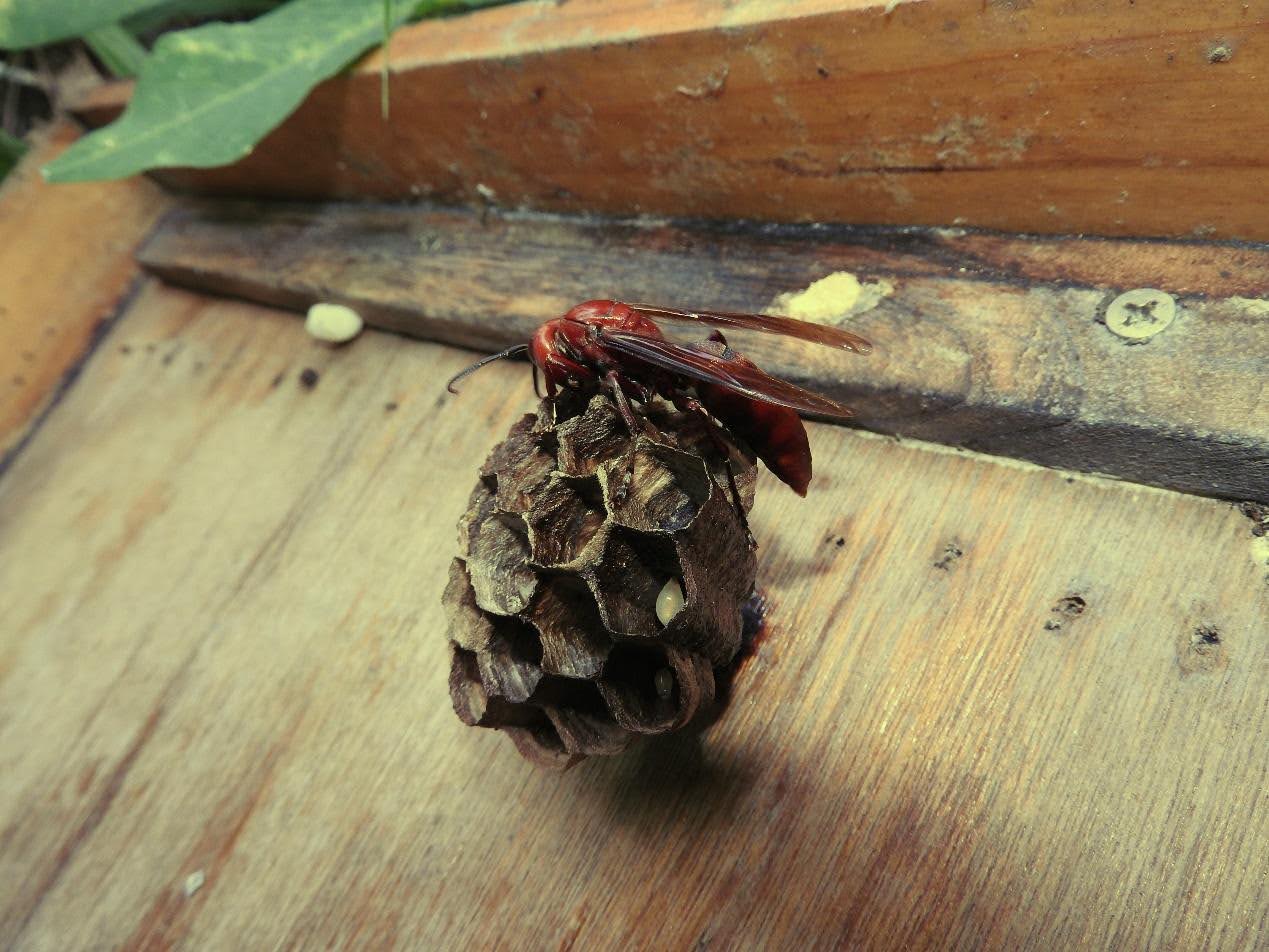 巨紅長腳蜂（Polistes gigas）是體型很大的長腳蜂，攻擊性比體型較小的黑腹虎頭蜂低很多。照片來源：蔡明憲 提供