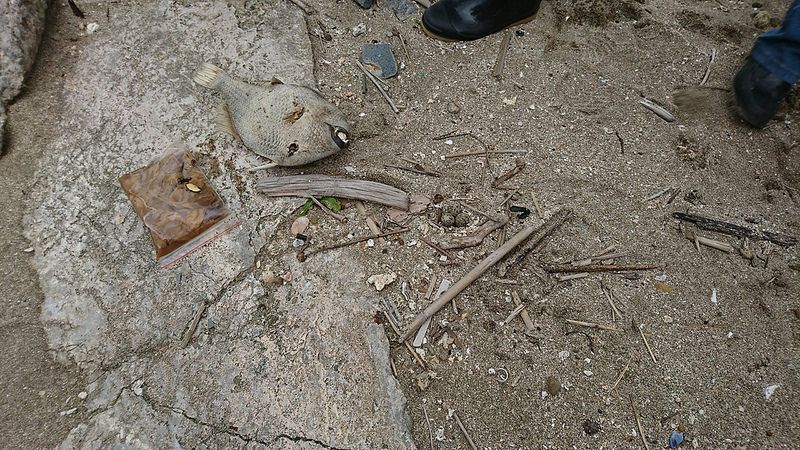 鳥類繁殖季注意：從事淨灘也應避免傷害生物
