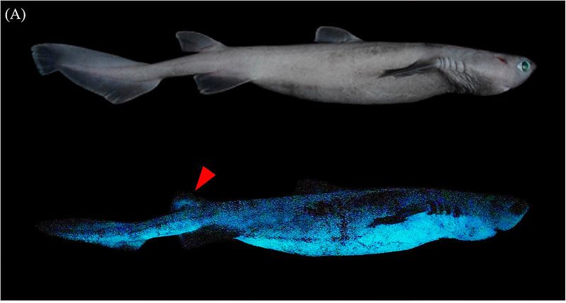 深海有「發光巨鯊」 科學家首次記錄三種紐西蘭深海鯊魚