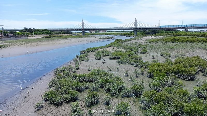 減碳不力靠紅樹林補？ 環團籲淨零目標分立「減碳」與「增匯」