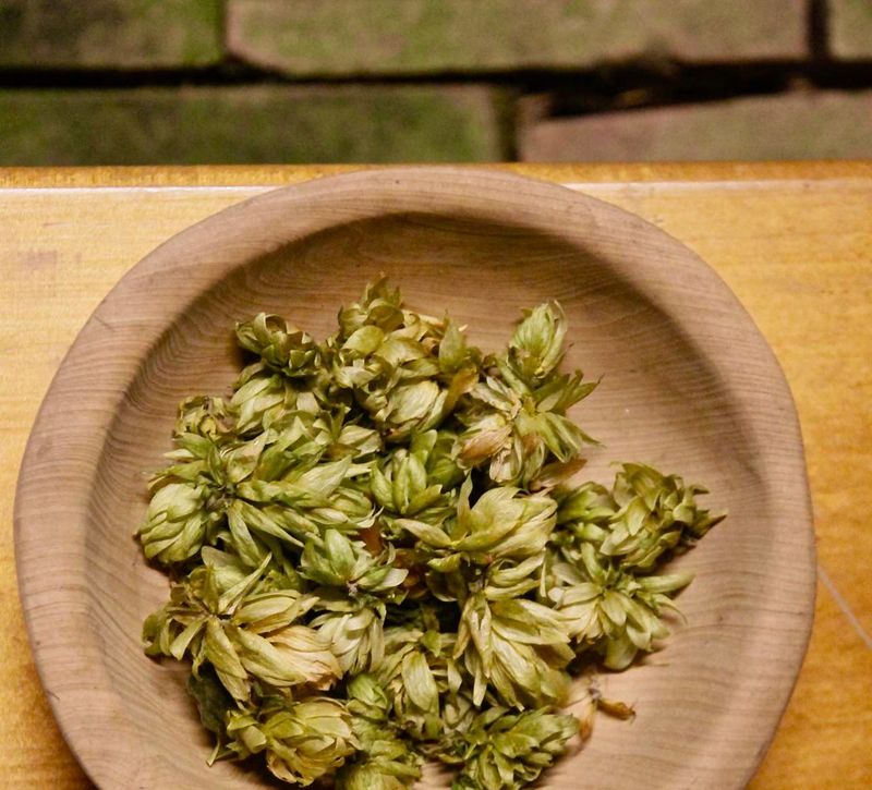 本土精釀啤酒大突破！台灣高山種出本土啤酒花，初衷竟是為了讓猴子不愛吃！