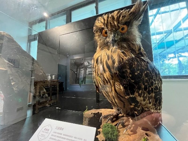 農藥、殺鼠藥、重金屬 《猛禽的食安危機》特展開幕