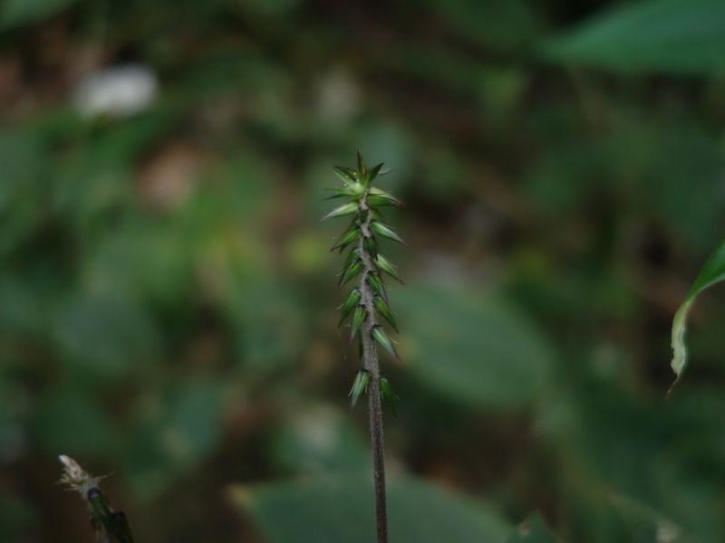 一不小心就纏上!大自然的膝關節 :牛膝