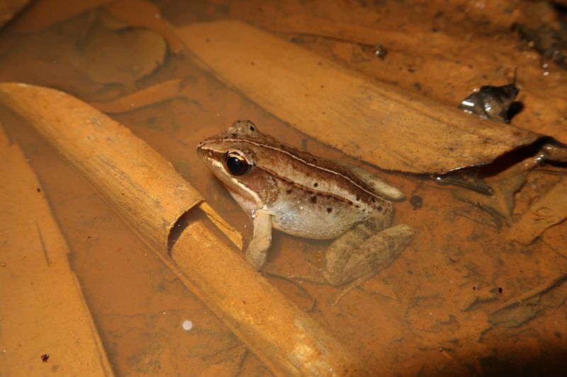 魚池特產的聲音 珍稀豎琴蛙展好歌喉、築獨特泥窩 最怕人為踩踏添亂
