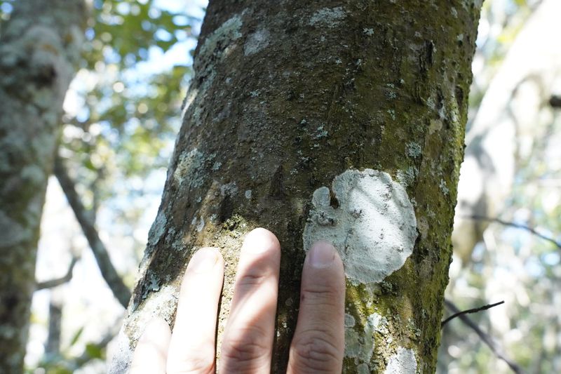 戴興盛／原住民族自主管理狩獵有助黑熊與野生動物保育