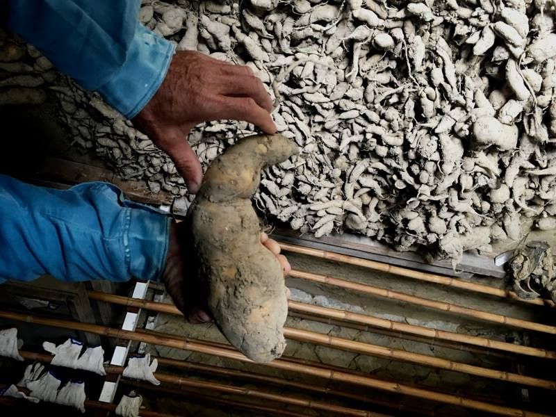劉克襄：我們這個年代的主流地瓜——57號