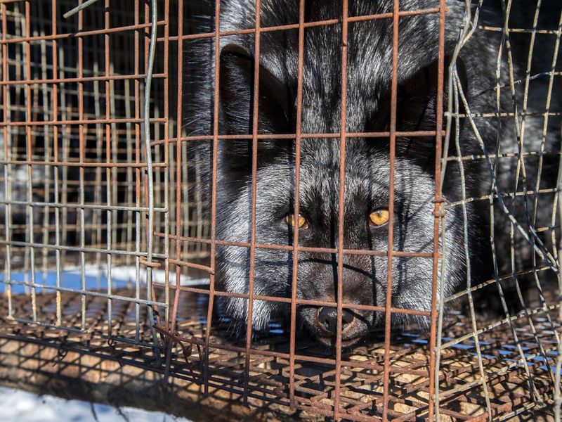 中國新《野保法》爭議未平 人工繁殖野生動物是保護還是利用？