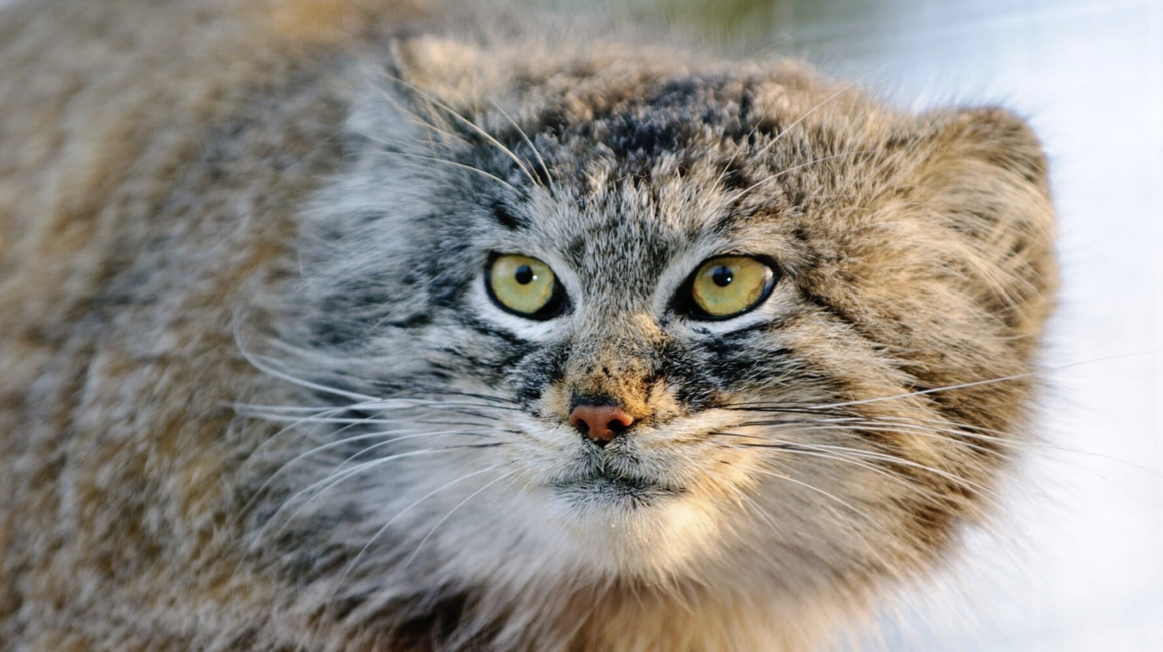 兔猻分布於中亞地區,遍及16國。圖片來源:Richard Gillin/Flickr(CC BY-SA 2.0)