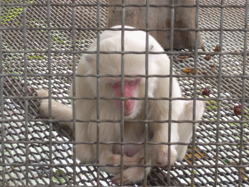讀《動物園的生死告白》、《動物數隻數隻》——動物園所謂Zoo格