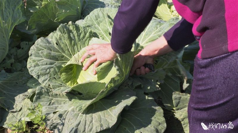 種菜停看聽 農委會推「甘藍種植登記制度」 企圖穩定供需