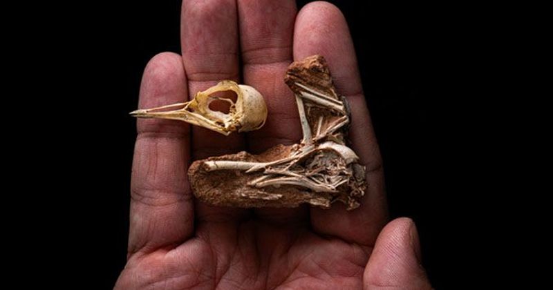 恐龍時代納瓦鳥化石大解密 填補鳥類大腦演化7000萬年的空白