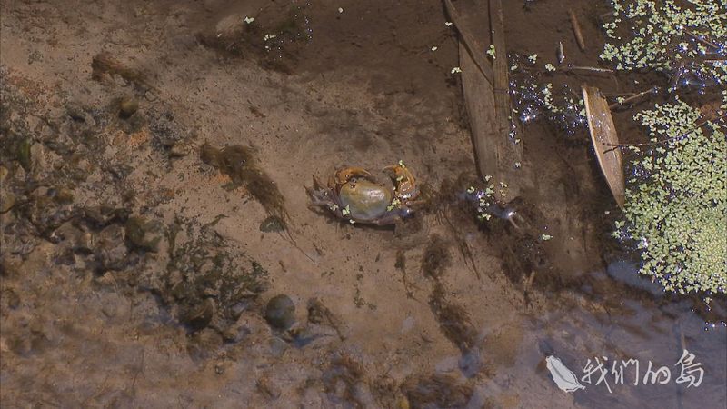 河川原來的樣子 發現南海溪蟹最北棲地