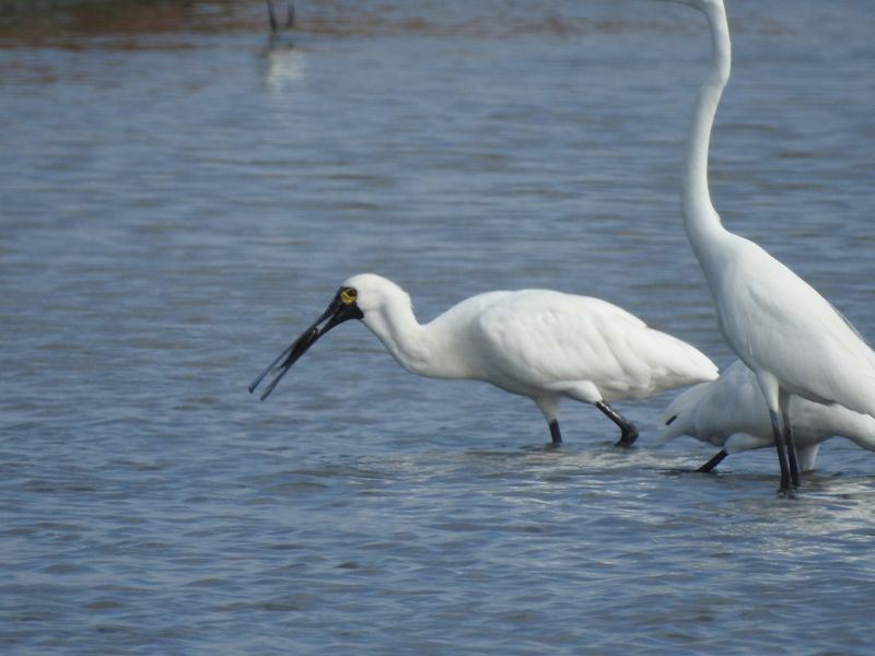 魚塭、水鳥、食物戰 當光電板遇上黑面琵鷺 面積總量成關鍵
