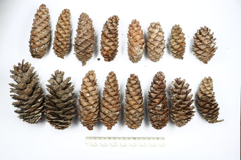 尋找「arisanense」 穿越時空 認識那些以阿里山命名的植物們