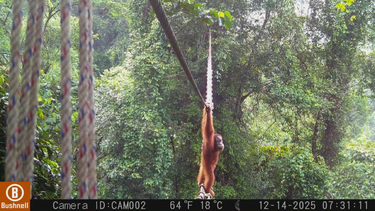 首次捕捉珍貴畫面 蘇門答臘紅毛猩猩通過高空生態廊道
