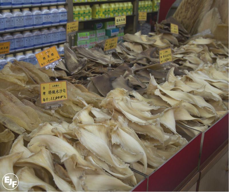 邱劭琪／肯定漁業署修法鯊魚漁獲規範 盼落實執行減少割鰭棄身