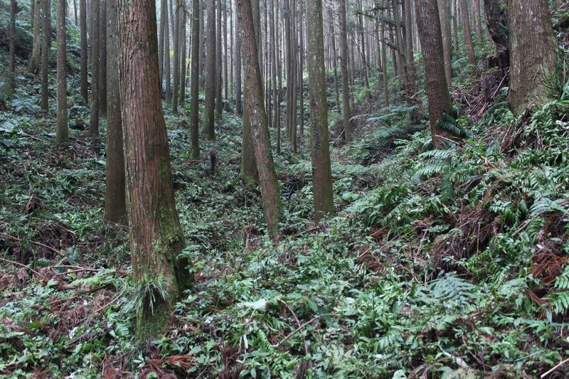 踏出國產材永續經營第一步 民間呼籲：建立透明可問責的監督體制