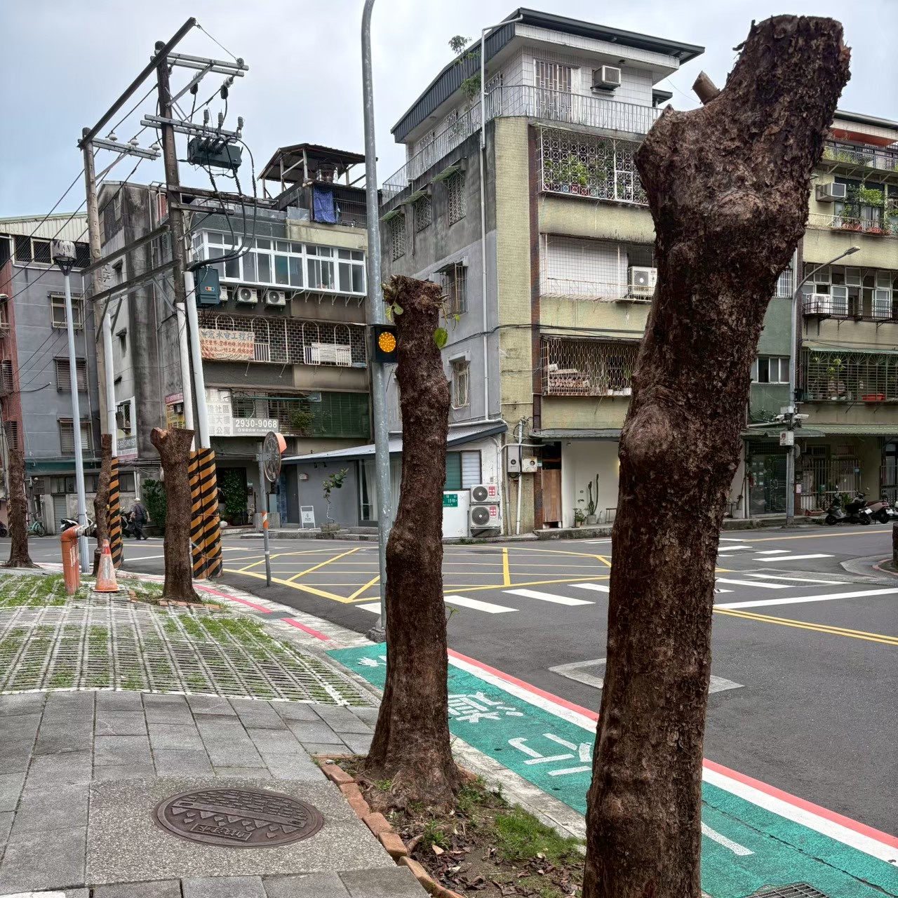 城市裡的行道樹遭斷頭修剪,樹冠完全消失,台灣前進主張建立公開的樹木履歷,納入樹木健康、歷次修剪、風險評估及驗收結果等資訊。本報資料照。