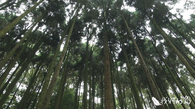 留住未來木 台灣杉人工林的故事