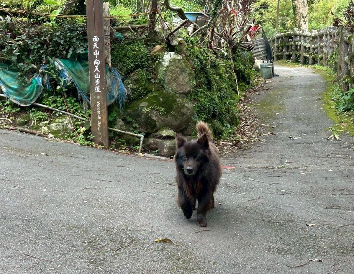 遊蕩動物禁餵了嗎? 盤點國家公園、濕地、國有林的規定