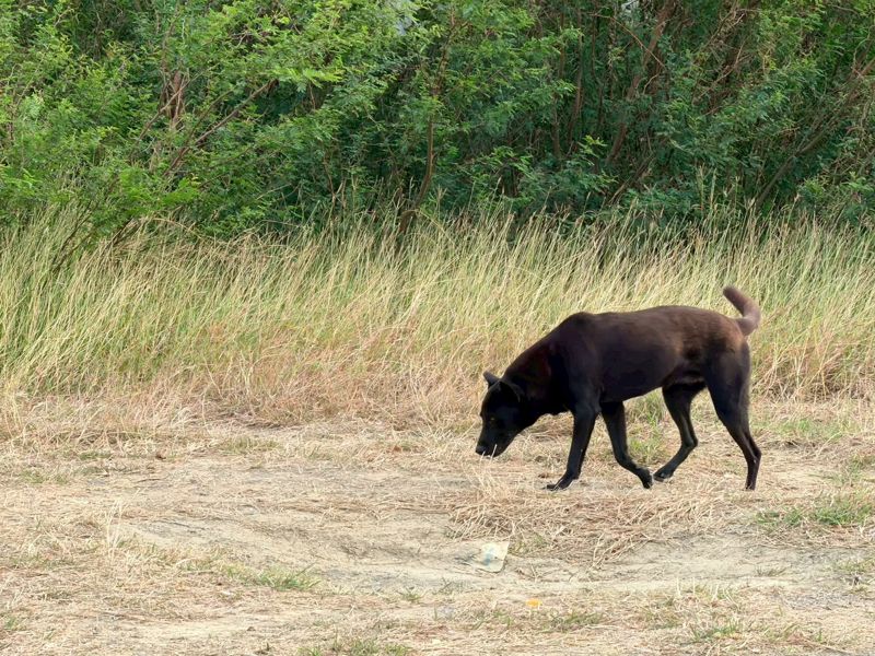 「為野而走」遊行週六登場 主辦方訴求成立生物多樣性專責委員會
