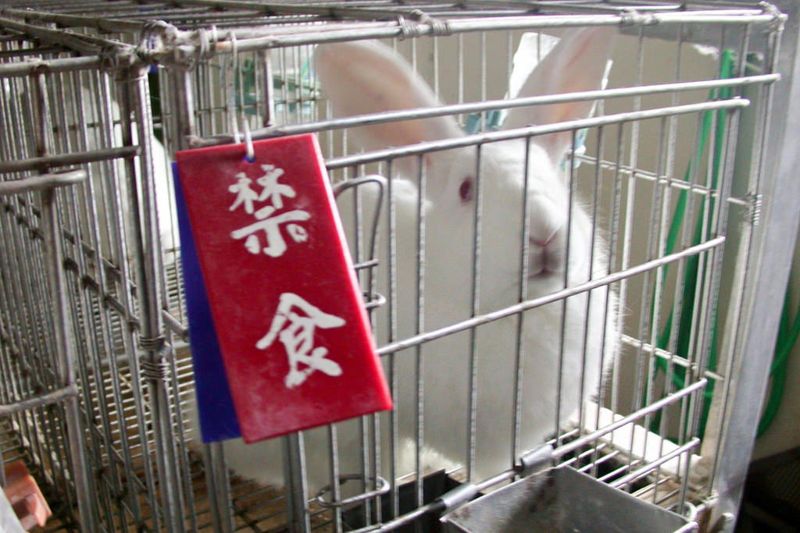 發展動物實驗替代是國際趨勢,動社籲台灣應速成立3R中心