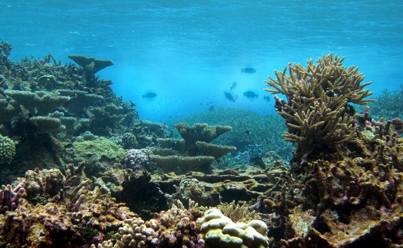 紐西蘭首次發現大規模海綿白化 科學家憂「連串災難的開端」