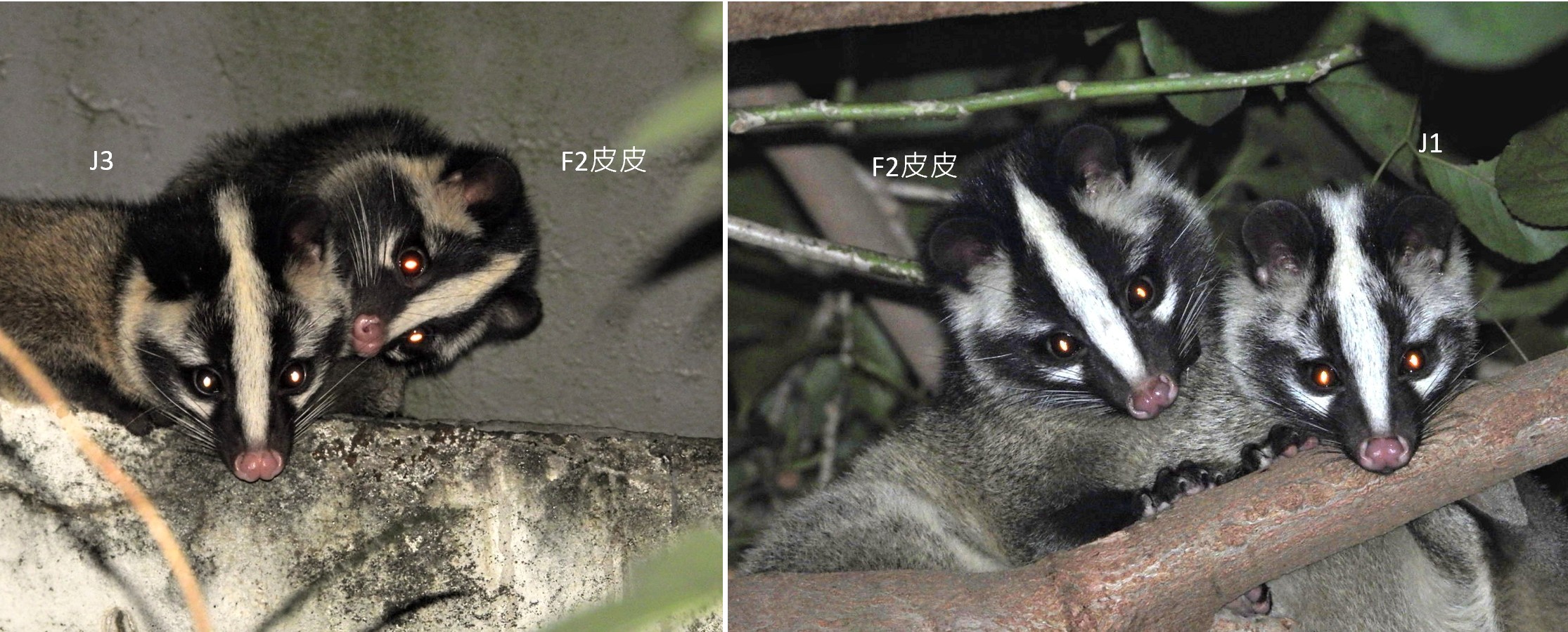 Female 2（皮皮）有時會把Female 1的幼兒（J1、J3）單獨帶走。圖片來源︰擷取自簡報／莊博鈞提供