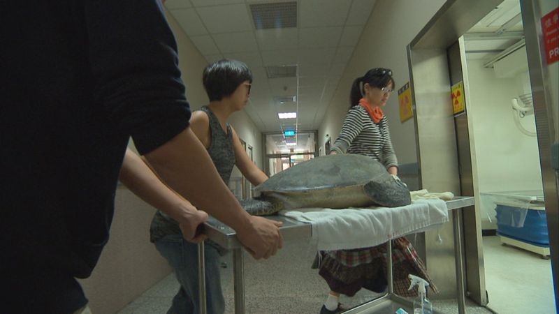為海龜找生路 揭開擱淺真相