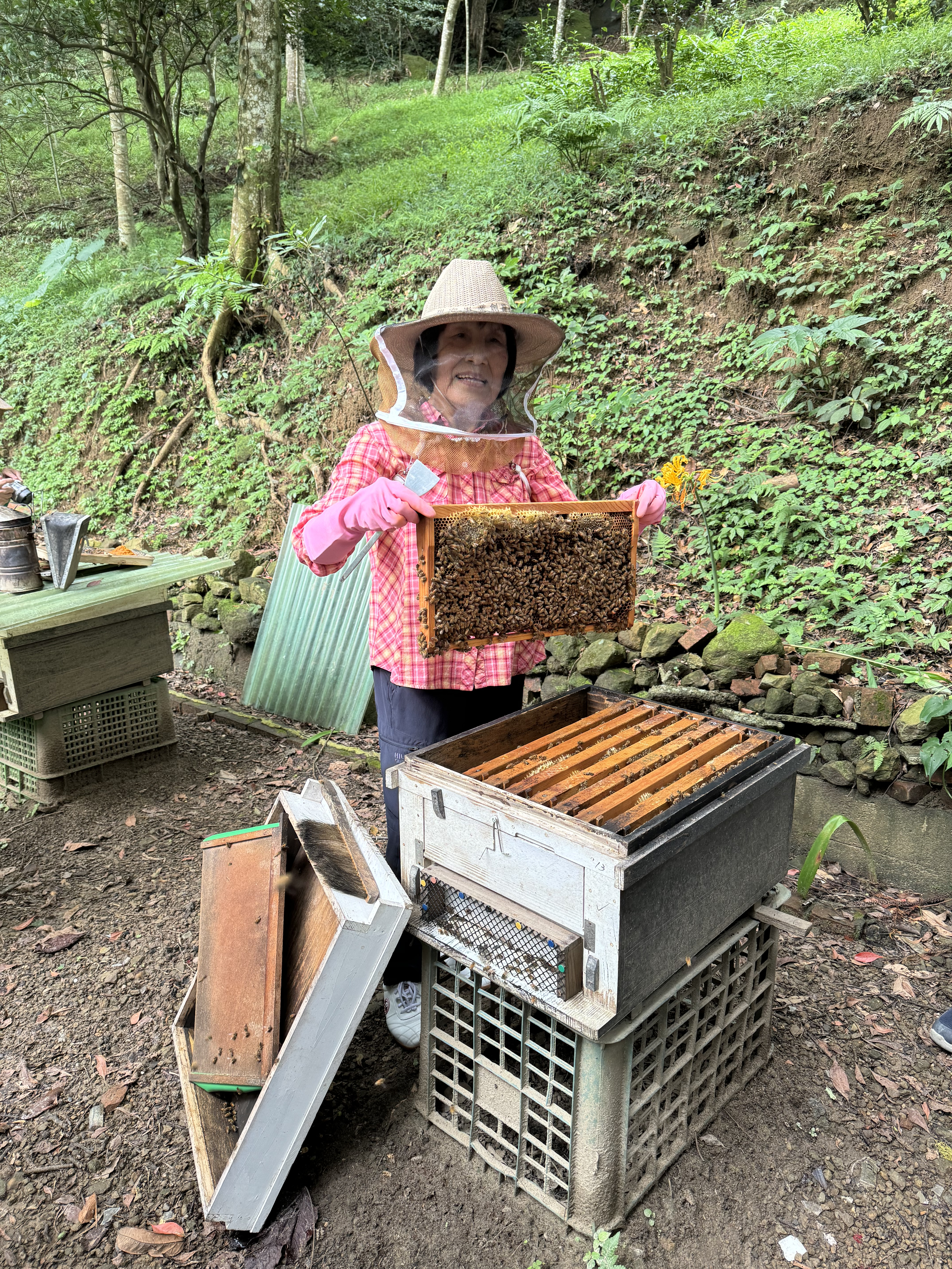 林下養蜂。圖片來源：林保署 提供