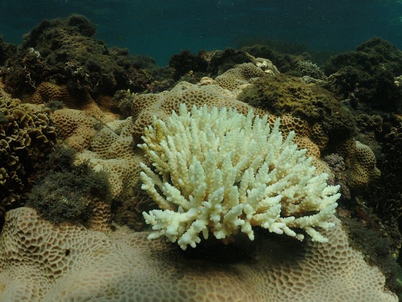 海洋熱浪更頻繁 科學家警告：後果有如野火燎原