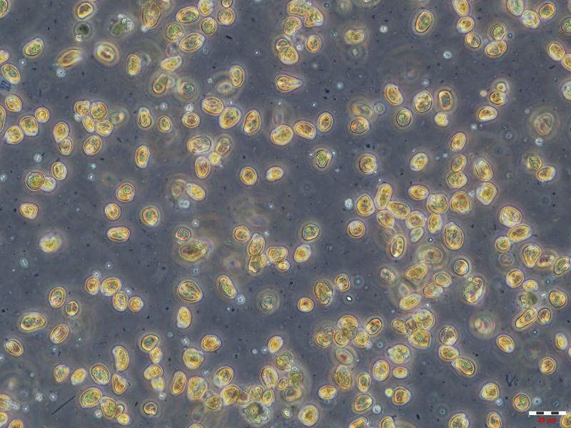愛河水質變咖啡色!環保局查原來是隱藻大量繁殖