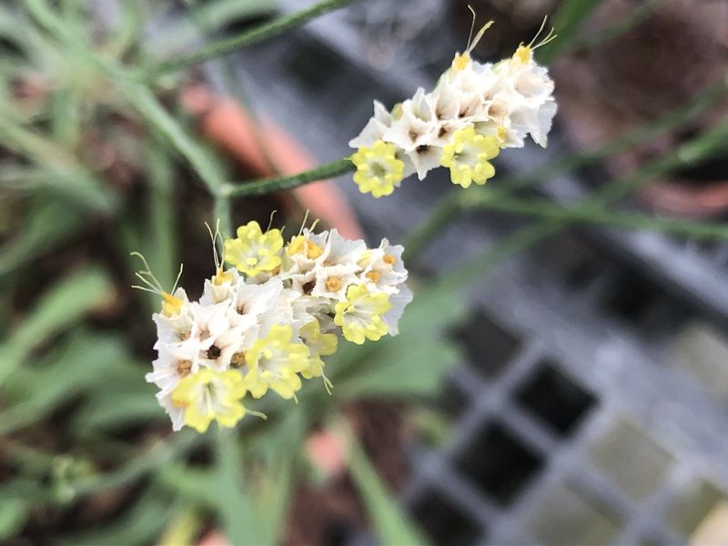 平地也能種出水晶花 20年育成新品系 原生植物石蓯蓉背後撐腰