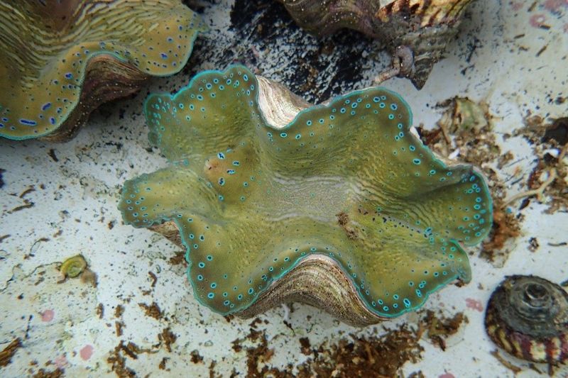 族群下降 海委會升「硨磲貝」保育等級 預告為珍稀海洋保育動物
