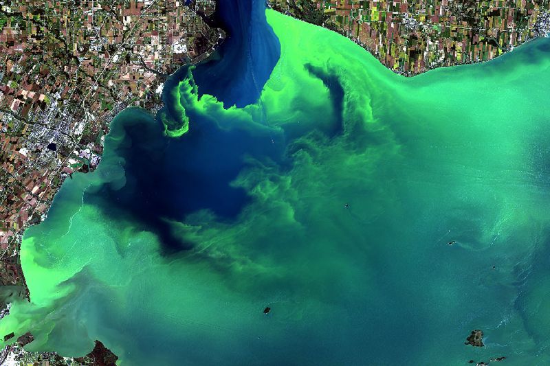 空中看海洋20年 浮游植物大量增生更嚴重了