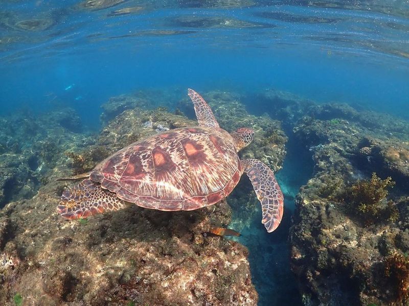 通報撥打118然後呢? 海龜救援快問快答:擱淺怎麼救?