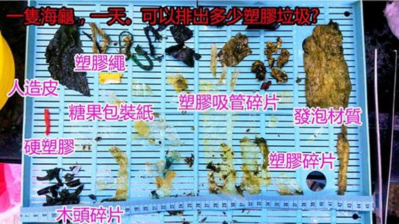 海洋生態暨保育研究室：海裡好髒 收容海龜每天排出新垃圾