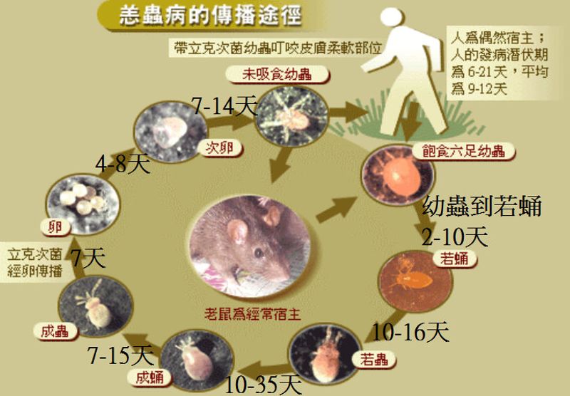 別來無「恙」！ 清明掃墓做好恙蟲病防護