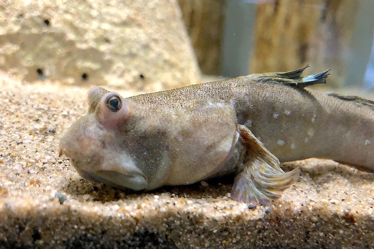 佐賀鄉土美味恐成絕響 IUCN將九州大彈塗魚列為「易危」