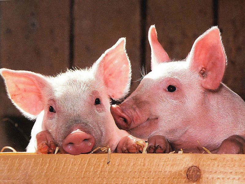 豬年少吃肉？中國民間對年菜的新反思