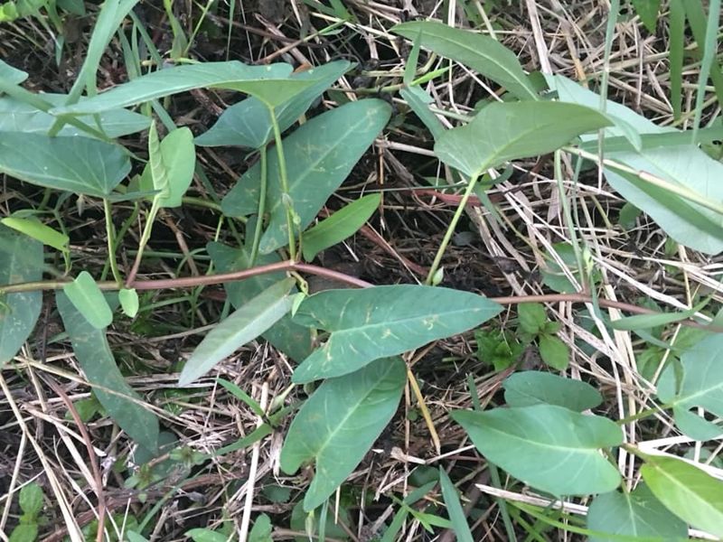 劉克襄：古早空心菜的魅力